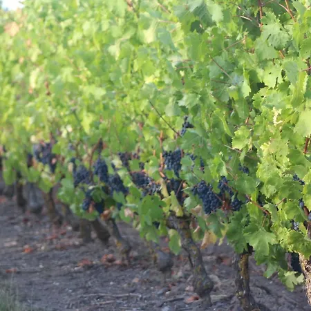 Murmures De Loire * Montjean-sur-Loire