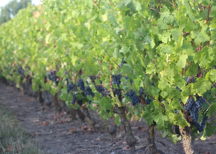 Murmures De Loire * Montjean-sur-Loire